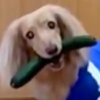 油断したら犬に『きゅうり』を盗まれてしまい…まさかの『全く返す気がない光景』に2万いいね「逃げる準備してて草」「あざとくて最高」と絶賛