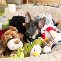 『長年の経験を持つ』犬の飼い主が絶対にしないこと5つ　参考にすべきお世話の基本とは？