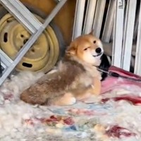 何年間も飼育放棄され、病気になっていた犬→手を差し伸べた結果…涙溢れる『現在の光景』が25万再生「絶対幸せになって」「人が好きなんだね」