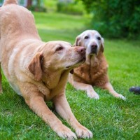 犬が『体をグーンと伸ばす』心理5選　ストレッチだけじゃない？意外な理由までご紹介