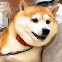 病院から必死に逃げる犬→簡単に捕まってしまい…大嫌いな『絶望のお注射タイム』と終わった後の行動が52万再生「ヘタレ可愛い」「帰るの早ｗ」