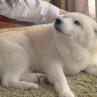 大好きなお母さんが手術に→帰宅した瞬間、犬が…嬉しさのあまり『すすり泣いてしまう光景』に感動「ほんとに健気」「家族愛だね」と26万再生