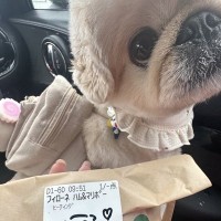 犬とスタバへ→商品を受け取ったら…愛が伝わる『まさかのサプライズ』に1万2000いいね「素敵」「お姉さんにも人気者なんだ」と絶賛