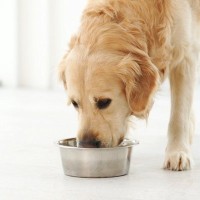 犬と触れ合っちゃダメな瞬間5選　スキンシップを取ってはいけない理由とは？