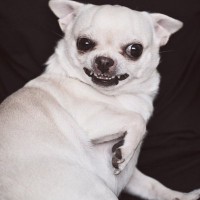 犬が『キレている』ときにする仕草や行動4選　怒っているときの絶対NG行為や落ち着かせる方法まで