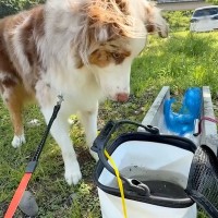 初めて『釣れたての魚』を見た犬→ぴちぴちと跳ねている光景に…100点満点なリアクションが9万再生「ガン見ｗ」「ピュアすぎて可愛い」
