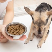 犬が突然『食欲を失くす』3つの原因　病院に連れて行くべき？注意すべき症状まで解説