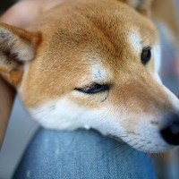 『内弁慶な犬』の特徴5選　家の中では本性を見せる理由とは？