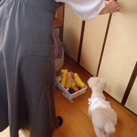 おばあちゃんの75歳の誕生日→犬と一緒にお祝いしていたら…思いがけない悲劇が起こり『ブチギレる光景』が話題「びっくりしたね」「可愛いｗ」