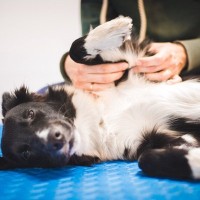 犬が大喜びする『マッサージの仕方』5選　触ってあげるときに飼い主が意識すべきこととは？