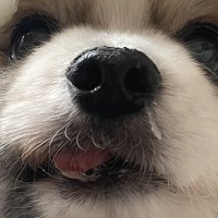 おやつを無くしてしまった犬→一生懸命探していると思ったら…コント過ぎる『衝撃の結末』に「ニオイするのにｗ」「ドジっ子可愛い」と1万いいね