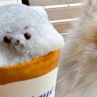 犬型の可愛いクレープを購入→シャイな犬に見せてみた結果…『まさかの光景』に4万以上のいいね集まる「可愛いｗ」「気まずそうで草」