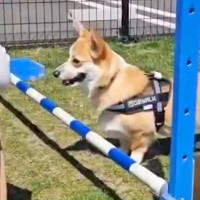脚が短い犬が『ハードルに挑戦』した結果…反則過ぎる『まさかの対処法』に「可愛いからオッケーｗ」「勢い付けてるの笑った」と12万表示の反響