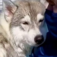 カッコいいシベリアンハスキーを『プールで泳がせようとした』結果…想像と180度違う『まさかの行動』が20万再生「ギャップたまらん」の声