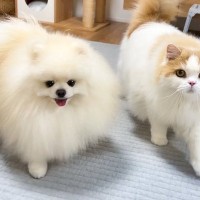 夜0時、普段は違う場所で寝る犬と猫に『久しぶりに一緒に寝よう』と言ったら…あまりにも尊い光景に「最強に可愛い」「モフモフ兄弟」と4万再生