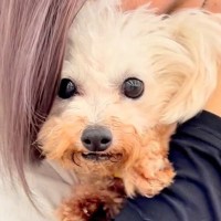 6年間繁殖犬として過ごし、声帯除去された犬→保護はうつ病の発症も…苦難を乗り越えた『現在の姿』が14万再生「幸せになって」とエールの声も