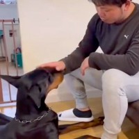 『男性』や『人の手』に恐怖を感じて咬んでしまう大型犬→壊れた心を再生するために…『現在の姿』に涙「表情が安心してる」と4万再生の反響
