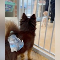 『1ヶ月以上、シェルターで…』100頭近くの仲間を見送ってきた保護犬→1本の連絡があり…『現在の姿』に涙「待ってたんだ」「幸せに」と反響