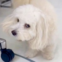 犬に突然『バーン』と言ってみた結果→思った以上に『あざとすぎる反応』が15万再生「可愛すぎてやられた」「仕草がたまらん」と悶絶の声続々
