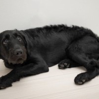 犬に悪影響を及ぼす５つの『コミュニケーション』とは？間違った行動で愛犬からの信頼を失うかも…