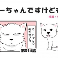 ちーちゃんですけどもっ【第314話】「毛を切ると」