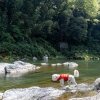 犬が危ない目にあう『水遊び』5つ　起こりうるトラブルや注意すべきポイントとは