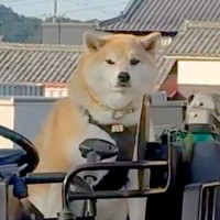 乗り物が好きすぎる柴犬→人間以上に乗りこなす『まさかの光景』が面白可愛いと47万再生「俺より乗り物乗ってるｗ」「ショベルカー欲しいの草」