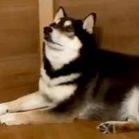 夜にお兄ちゃんが出かけようとすると、犬が扉の前にいて…想像以上に『必死に訴える姿』が可愛いと話題「親より厳しいｗ」「可愛すぎる」の声