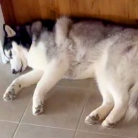 仕事を終えて帰ろうとする税理士さん→大型犬が行く手を阻んで…予想外すぎる『まさかの帰り方』が216万再生「最高のトラップｗ」「可愛すぎ」