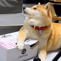 ドッグフードが入ったダンボールを守る犬→取り戻そうとした結果…衝撃的な『まさかの悲劇』が129万再生「お互い必死ｗ」「わちゃわちゃで草」