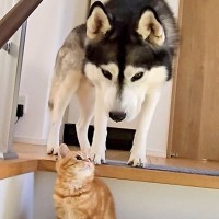 急いで階段を降りようとする大型犬→目の前に子猫がいて…まさかの『優しすぎる対応』が29万再生「お互い愛おしい」「なんて可愛い譲り合い」