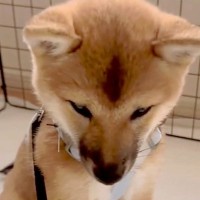 散歩前にトイレを失敗してしまった『赤ちゃん豆柴』…許さざるを得ない『愛おしすぎるリアクション』に「可愛いｗ」「反省してるｗ」と反響