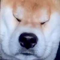 車の後部座席から顔を挟んできた犬→ガチ寝してしまった結果…「マイクラで草」「顔が四角いｗｗ」まさかの光景が可愛すぎると57万再生