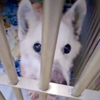『明日までもたない…助けて』捨てられて瀕死になったボロボロ老犬…涙が止まらない『まさかの展開』が19万再生「奇跡」「よく頑張った」と感動