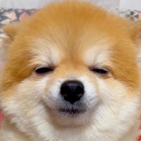 『見たことないｗｗ』犬に"お散歩行く？"と聞いてみた結果…まるで人の子供のような『可愛すぎる反応』がたまらないと19万再生「脱力感がｗ」