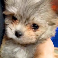 『茶色っぽいフワフワの赤ちゃん犬』を初めてトリミングした結果…もはや別の犬種？毛色が変わり過ぎた光景に「不思議」「可愛すぎ」の声