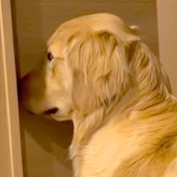 夜、お散歩の催促をする大型犬→お父さんに向かって…絶対に断れない『圧をかけまくる光景』が56万再生「感情ダダ漏れｗ」「無視できない目力」