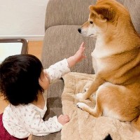 赤ちゃんがくつろいでいる犬に『構ってアピール』した結果…まさかの『オトナな神対応』が82万再生「ほんとお姉ちゃん」「癒される」と絶賛