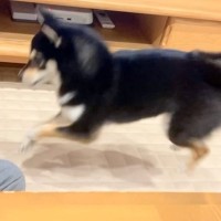 普段はおとなしい犬が、突然絡みだしてきて…次の瞬間→まるで昭和のヤンキー？想定外な行動が22万再生「むしろ絡まれたい」「何度も見ちゃう」