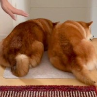 掃除機をかけていたら『２匹の犬』がジャマしてきて…可愛いけど全く捗らない様子が12万再生「びくともしないｗ」「ダブルバリケード」の声