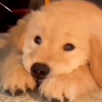 あご乗せポーズをする赤ちゃん犬→約２年後…あまりにも愛おしい『現在の光景』に胸キュンが止まらない「かわいさマシマシ」「あざとい」と反響