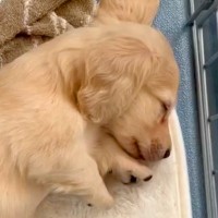 生後2ヵ月『コロコロした赤ちゃん犬』→あまりにも尊い寝姿が601万再生「寝る子は育つ」「激かわ」5ヵ月後の成長したおねんね姿も