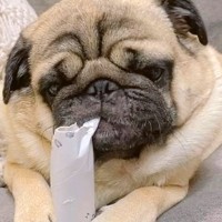 芯をカジカジしている犬→ふとした瞬間に止まって…あまりにも愛おしい『120点の笑顔』が256万再生「一緒に笑っちゃった」と大絶賛の声