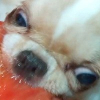 『今年で一番笑ったｗｗ』犬にトマトを食べさせた結果→興奮しすぎて…まさかの『ゾンビ化』する光景に1万いいね「ハリウッドに通用する」の声