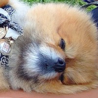 通りすがりのお兄さんに『かわいっ！』と言われた犬→思わず二度見する『尊いルーティン』に1万5000いいね「可愛すぎる」「完全に同意」の声