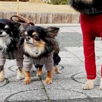 『本当に小型犬…？』３匹のチワワが並んだ結果→なぜか１匹だけ…目を疑う『衝撃的なサイズ差』が305万表示「柴犬かと思ったｗ」と爆笑