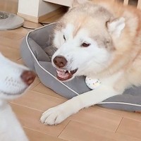 父犬に叱られた娘犬→驚きすぎてしまった結果…まさかの『エジプトの壁画になってしまう光景』に2万8000いいね「完全一致で草」「笑ったｗ」