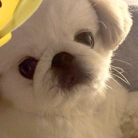 『腕枕』をしてくれようとする犬→あまりにも手が短くて…破壊力が高すぎる『愛おしい光景』が231万表示「健気で最高」「目線が良い」と悶絶