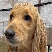 ロングヘアがうねうねになっている犬→お風呂でシャンプーした結果…『まるでCMのようなビフォーアフター』に「男前になった」「きれい！」