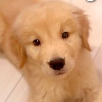 体重3キロの『大型犬の赤ちゃん』→たった3ヶ月後…驚きを隠せない『衝撃的すぎる成長』が15万再生「巨大化すごい」「7倍ｗｗ」と絶賛